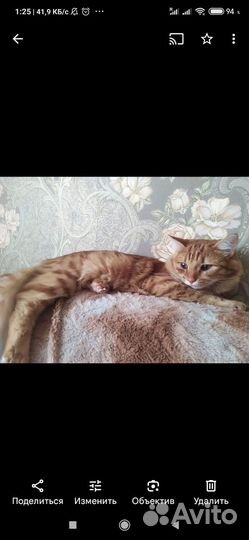 Кошка в дар бесплатно