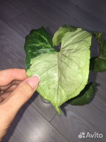 Сингониум bold allution var