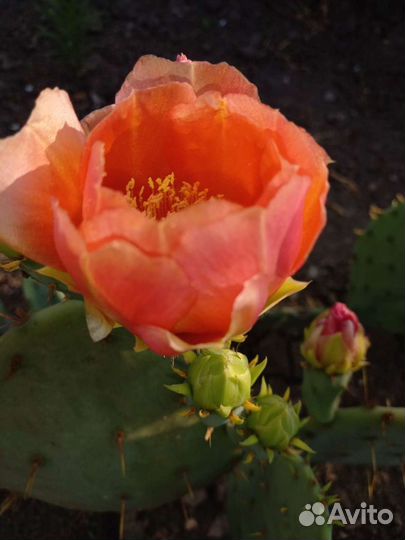 Кактус опунция уличный