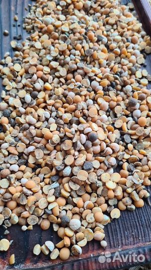 Овес ячмень пшеница кукуруза