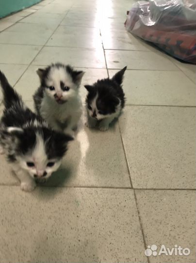 Котята бесплатно