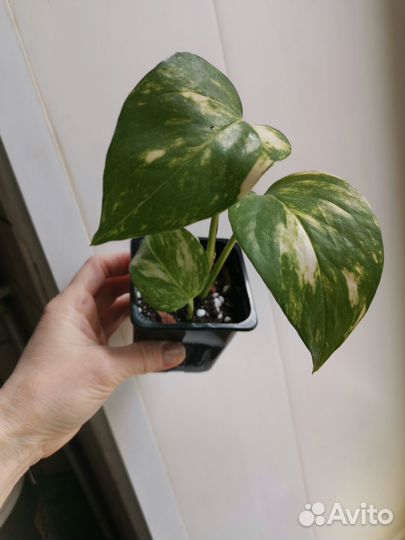 Сциндапсусы сортовые