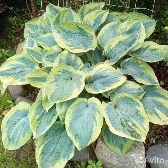 Хоста Токудама флавоцирциналис