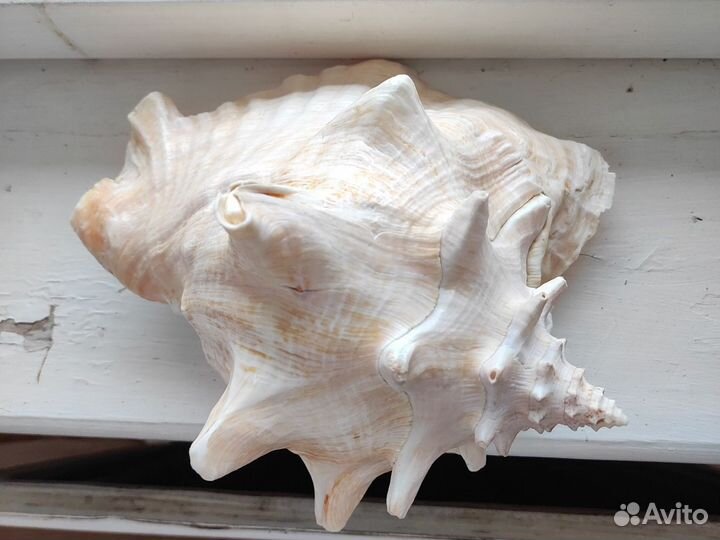 Большая ракушка 23см