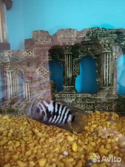 Аквариумные рыбы бесплатно