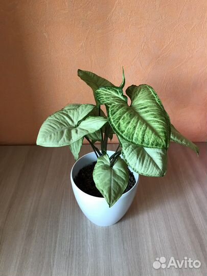 Сингониум батерфляй white