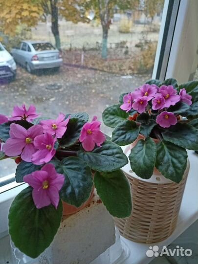 Цветущие фиалки