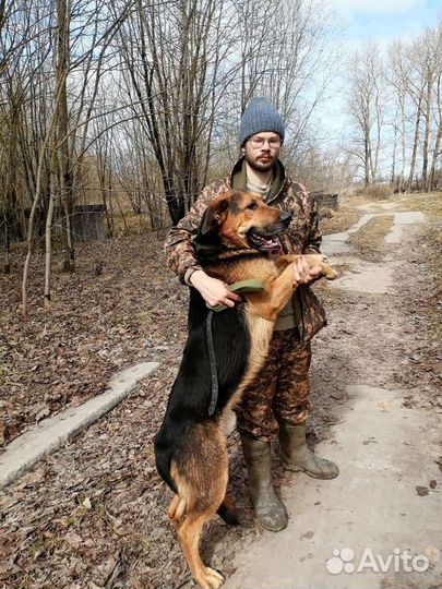 Добрый великан Бобося ищет дом в добрые руки