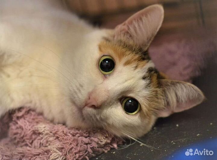 Кошка Элиса в добрые руки