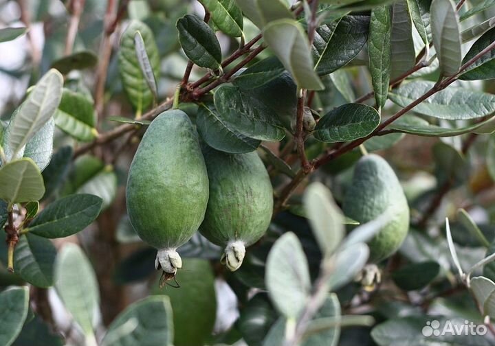 Саженцы Фейхоа абхазский