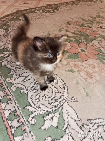 Котёнок девочка