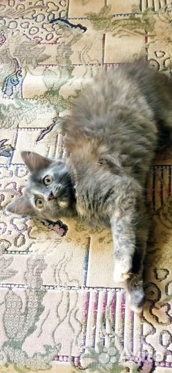 Отдам в хорошие руки