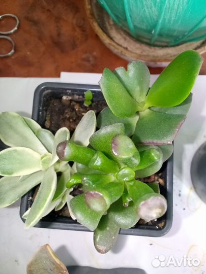 Суккуленты