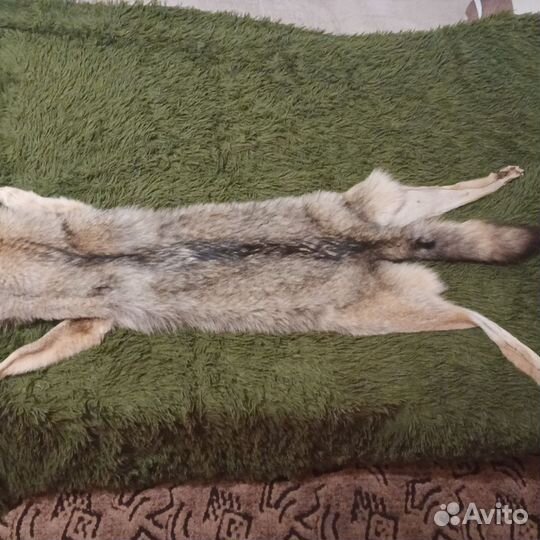Шкура Волка