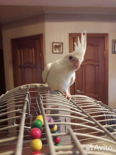 Попугай карелла