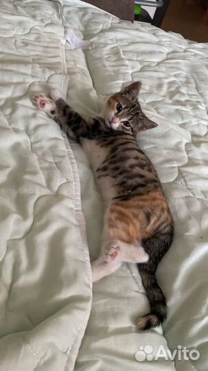 Отдам в добрые руки котенка (девочка)