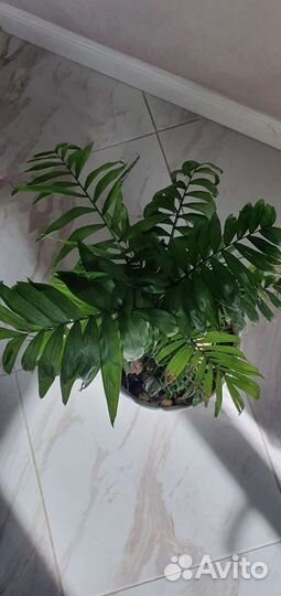 Пальма хамедорея