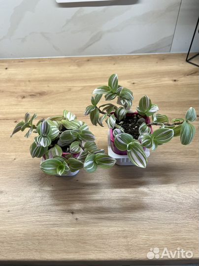 Традесканция