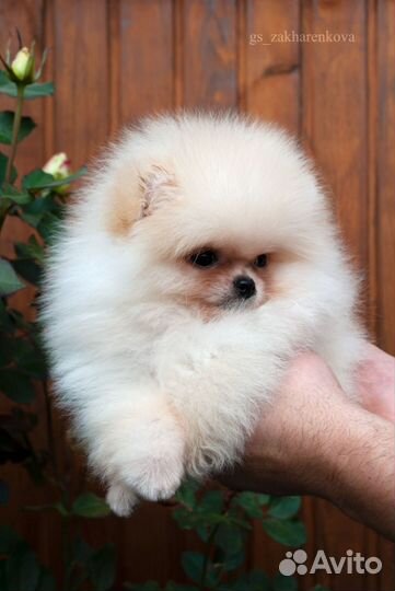 Кнопочка-померанец