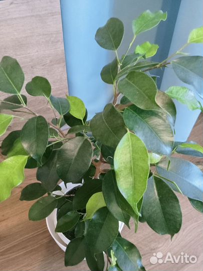 Бенджамина