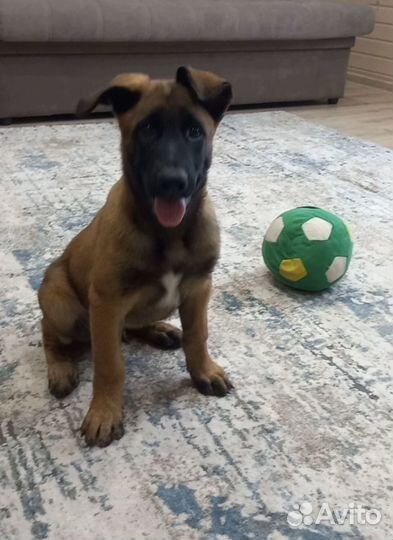 Щенок Малинуа