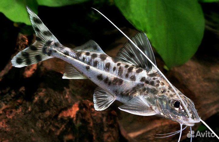 Сомик Пимелодус Полосатый (Pimelodus Blochi)