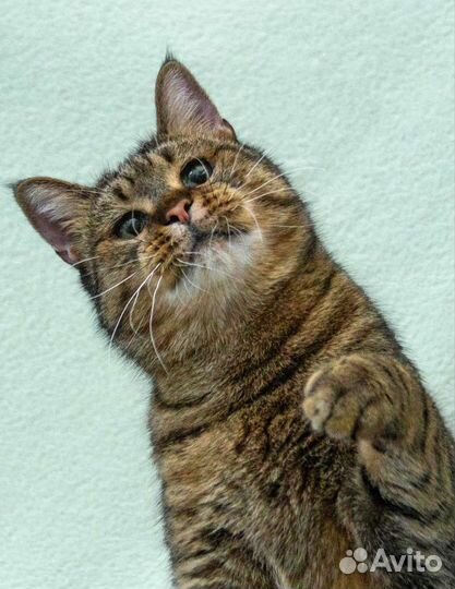 Кот Ярослав ищет свою семью