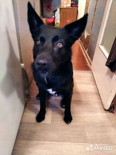 Чёрный мальчик