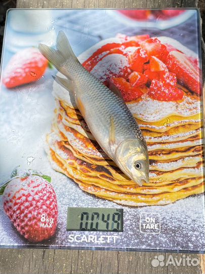 Зеркальный карп, амур малек, сеголетка