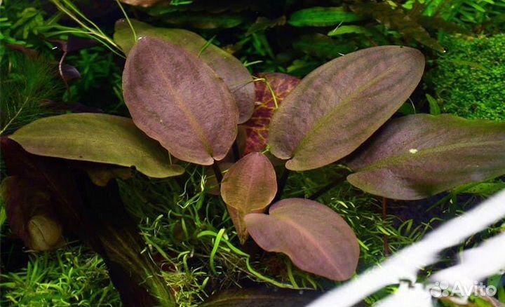 Лагенандра Меебольда красная (Lagenandra meeboldi