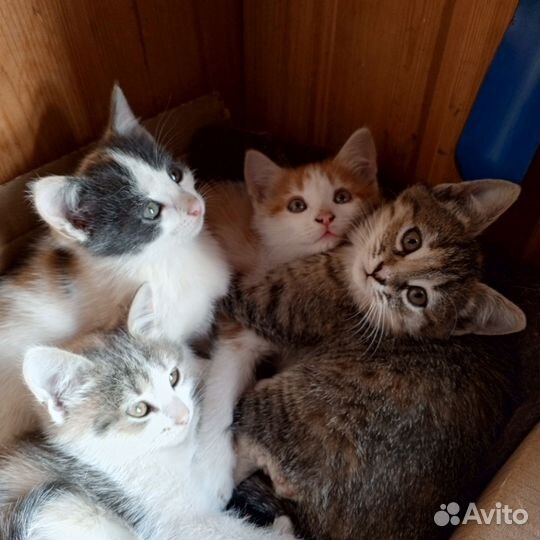 Котята в добрые руки приучены к лотку