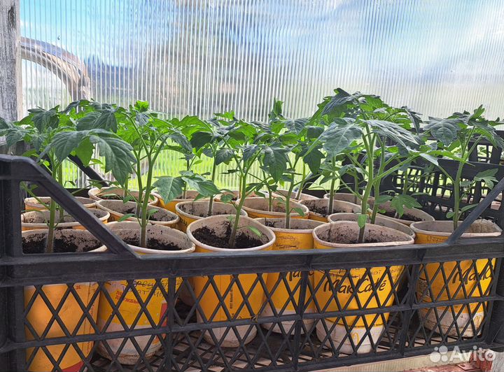 Рассада томатов и перцев