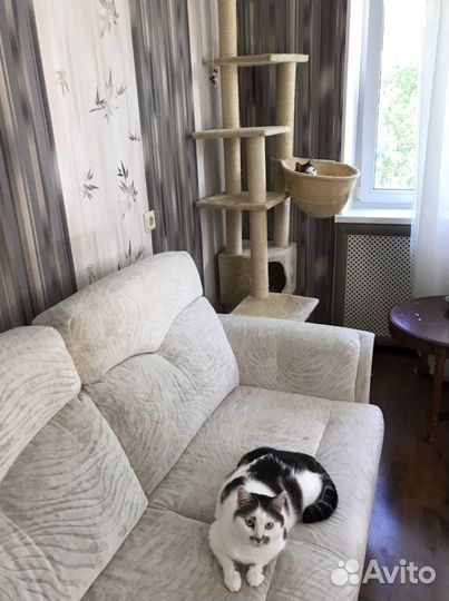 Передержка кошек, грызунов, птиц