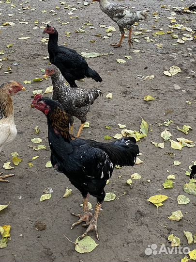 Бойцовский петух