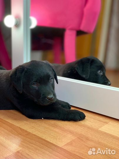 Щенки лабрадора