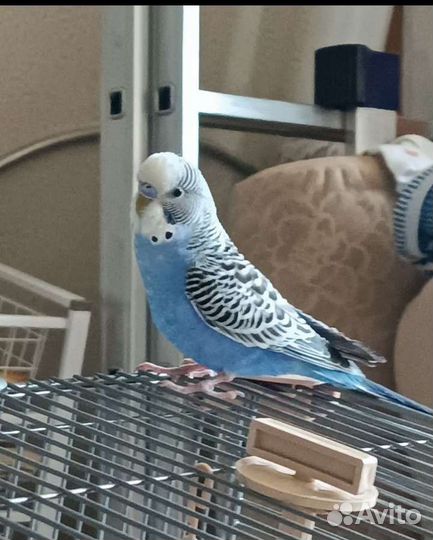 Передержка для домашних животных