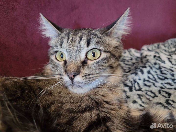 Молодая Кошка