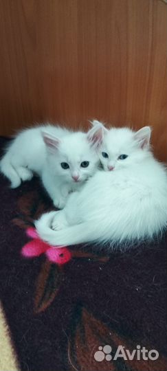 Отдадим в добрые, руки