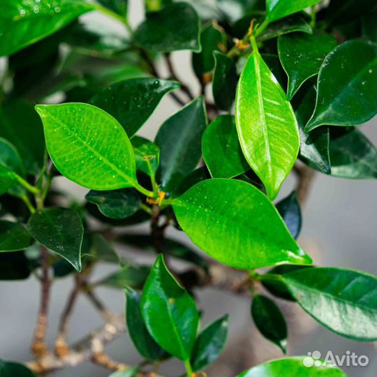 Дерево Бонсай - Баньян в стиле Мойоги 13 лет