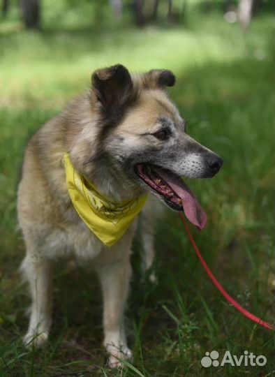 Собака в добрые руки