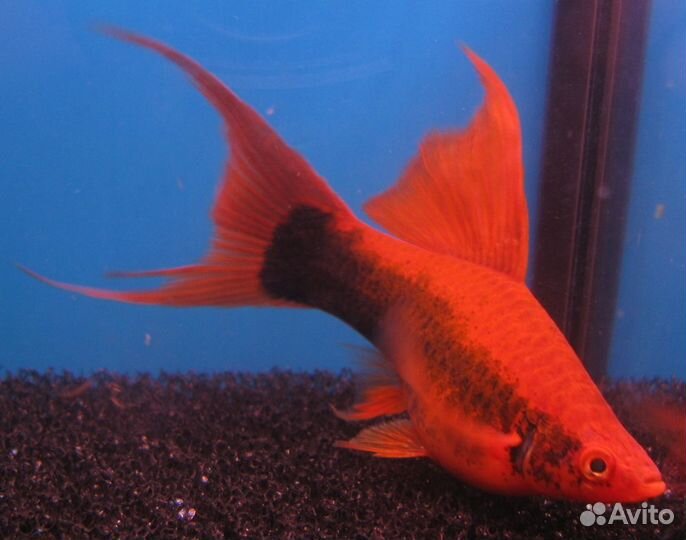 Меченосец кубинский, берлинский