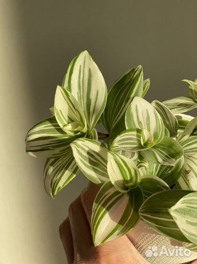 Традесканция кудрявая