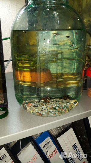 Гуппи и моллинезии