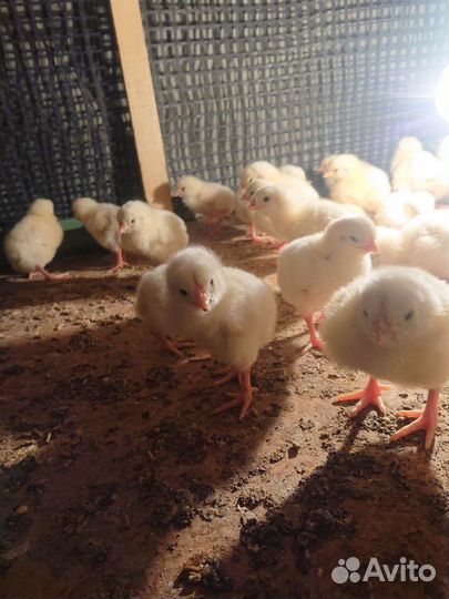 Цыпленок подрощенный
