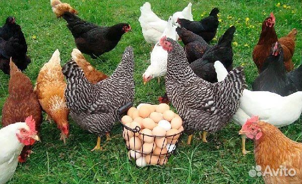 Куры молодки несушки