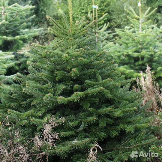 Ели и сосны из питомника