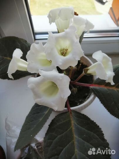 Глоксиния лист