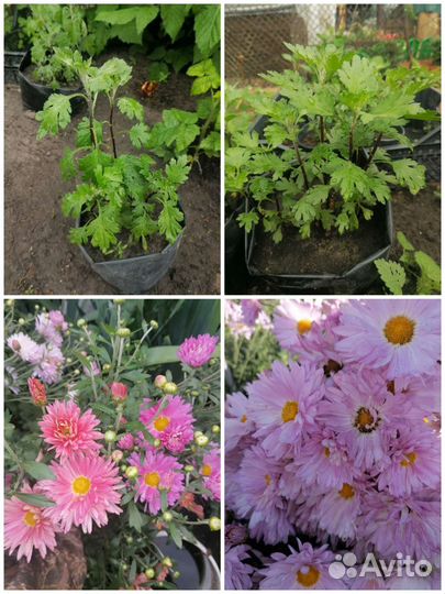 Хризантема кустовая