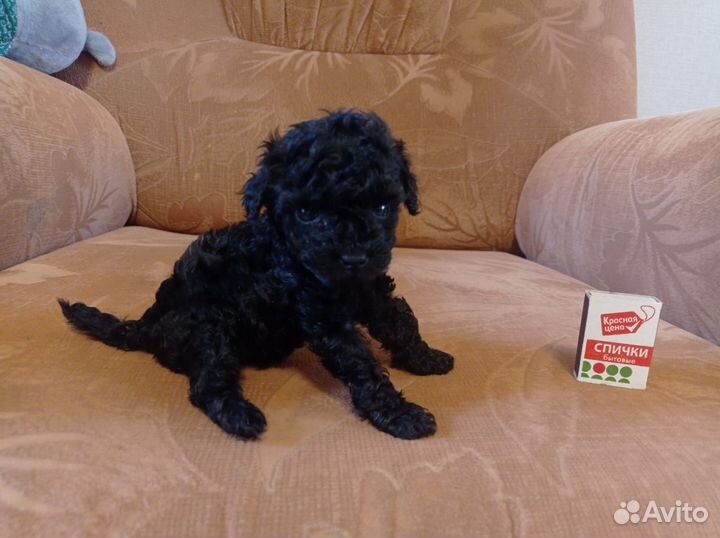 Щенки карликового пуделя