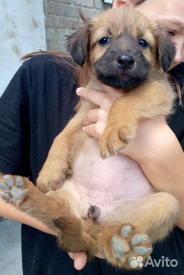 Щенок в добрые руки бесплатно